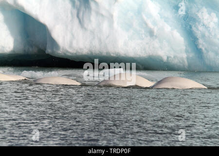 Baleine blanche, le béluga (Delphinapterus leucas), les bélugas à un iceberg, la Norvège, Svalbard Banque D'Images