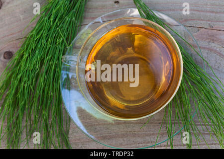 La prêle des champs (Equisetum arvense), thé fait de la prêle des champs, Allemagne Banque D'Images