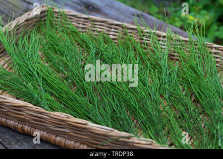 La prêle des champs (Equisetum arvense), thé fait de la prêle des champs, est séché, Allemagne Banque D'Images