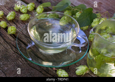 Les houblon (Humulus lupulus), thé faite de cônes de houblon, Allemagne Banque D'Images