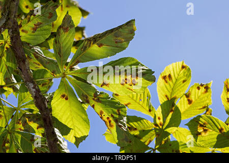 Mineuse marronnier, marron-leaf miner, Horse-chestnut leaf miner (Cameraria ohridella, Cameraria ochridella), maladie à Horse Chestnut, Allemagne Banque D'Images