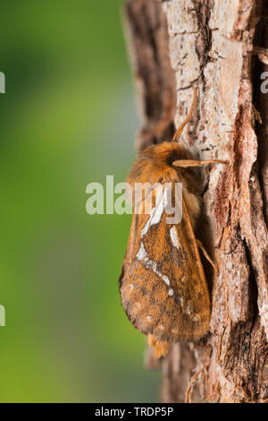 Swift commun, SWIFT, Lupulina Ghost Moth, swift espèce, ghost (Hepialus lupulinus, Korscheltellus lupulinus, Korscheltellus lupulina, Pharmacis lupulina), sur l'écorce, Allemagne Banque D'Images