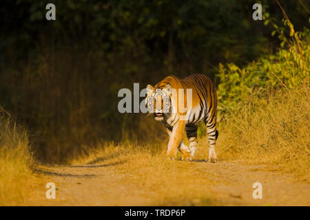 Tigre du Bengale (Panthera tigris tigris), homme, en Inde, Corbett National Park Banque D'Images