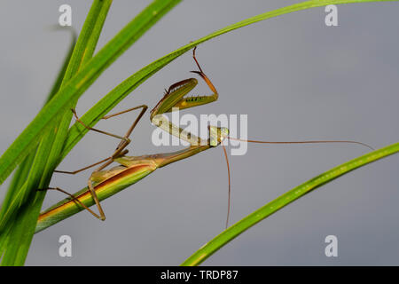 La prédation européenne (Mantis religiosa mantis), latent, Hongrie Banque D'Images