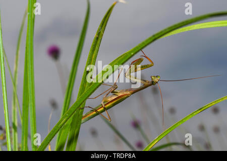 La prédation européenne (Mantis religiosa mantis), latent, Hongrie Banque D'Images