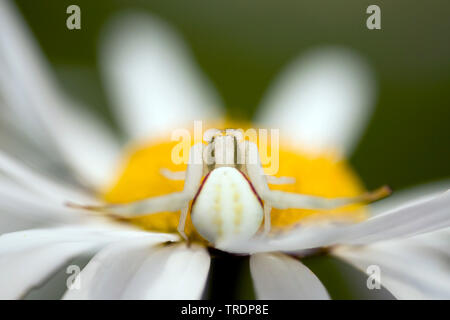 Houghton (Misumena vatia araignée crabe), le crabe araignée au centre d'une fleur blanche et jaune, Hongrie Banque D'Images