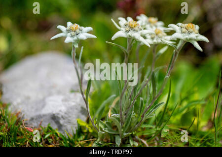 Edelweiss (Leontopodium alpinum, Leontopodium nivale), la floraison, l'Autriche, le Tyrol, Hahntennjoch Banque D'Images