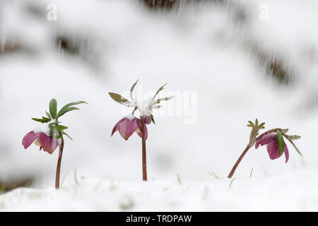 Hellebore Helleborus purpurascens (violet), des fleurs dans la neige, Hongrie Banque D'Images