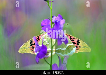 (Cardinal Argynnis pandora, Pandoriana pandora), assis à un delphinium, Hongrie Banque D'Images