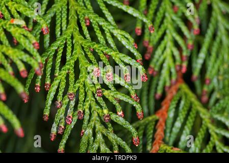 Le thuya géant (Thuja plicata), des branches avec des fleurs mâles Banque D'Images