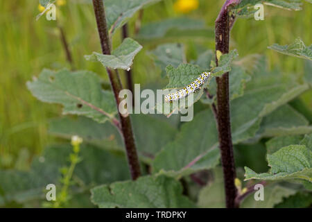 Mullein moth, Molène caterpillar (Cucullia verbasci, Shargacucullia verbasci), Caterpillar mangeant à molène, Allemagne Banque D'Images