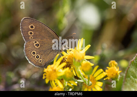 (Aphantopus hyperantus) Satyre fauve, à la recherche de nectar sur un composite, side view, Allemagne Banque D'Images