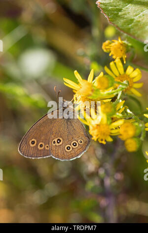 (Aphantopus hyperantus) Satyre fauve, à la recherche de nectar sur un composite, side view, Allemagne Banque D'Images