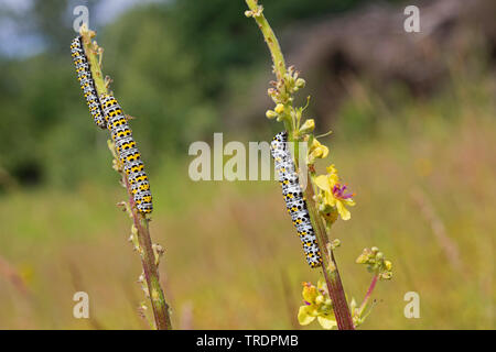 Mullein moth, Molène caterpillar (Cucullia verbasci, Shargacucullia verbasci), chenilles mangeant à mulleins, Allemagne Banque D'Images