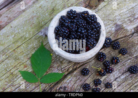 Blackberry arbustives (Rubus fruticosus), dans une casserole, Allemagne Banque D'Images