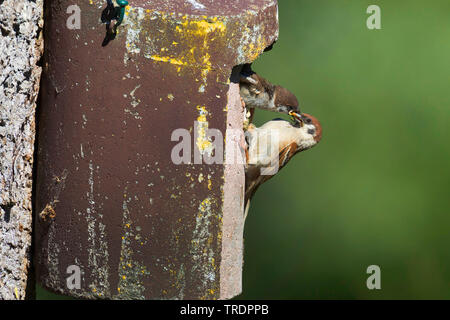 Canard souchet (passer montanus), chick dans un nichoir, est alimenté, Allemagne Banque D'Images