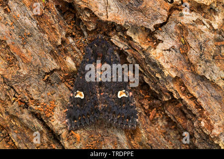 Dot (Melanchra persicariae persicariae, Polia, Mamestra persicariae), assis à l'écorce, Allemagne Banque D'Images