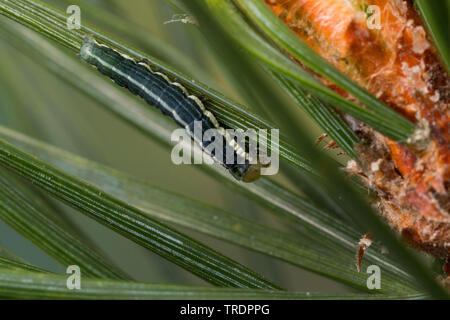 Beau pin, pin (Panolis flammea beauté, pipiperda griseovariegata Panolis, Panolis), Caterpillar sur une aiguille de pin, Allemagne Banque D'Images