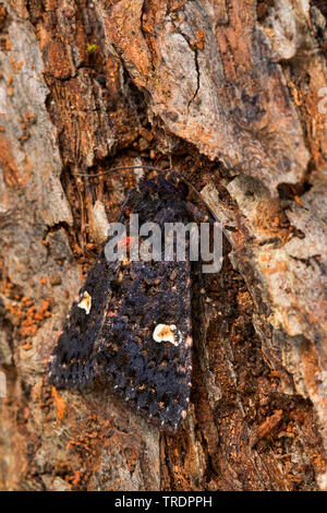 Dot (Melanchra persicariae persicariae, Polia, Mamestra persicariae), assis à l'écorce, Allemagne Banque D'Images