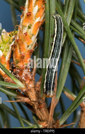 Beau pin, pin (Panolis flammea beauté, pipiperda griseovariegata Panolis, Panolis), Caterpillar sur une aiguille de pin, Allemagne Banque D'Images