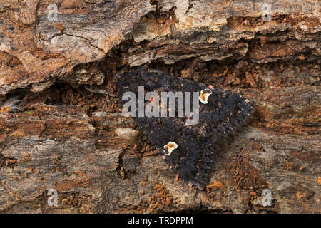 Dot (Melanchra persicariae persicariae, Polia, Mamestra persicariae), assis à l'écorce, Allemagne Banque D'Images