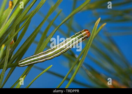 Beau pin, pin (Panolis flammea beauté, pipiperda griseovariegata Panolis, Panolis), Caterpillar sur une aiguille de pin, Allemagne Banque D'Images