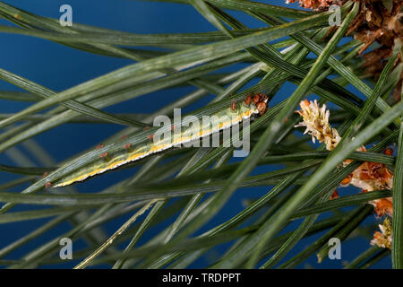 Beau pin, pin (Panolis flammea beauté, pipiperda griseovariegata Panolis, Panolis), Caterpillar sur une aiguille de pin, Allemagne Banque D'Images