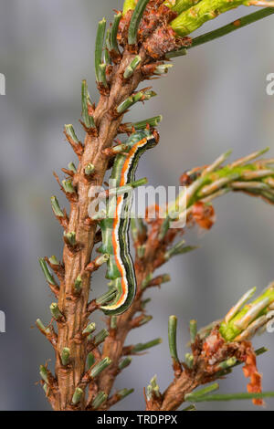 Beau pin, pin (Panolis flammea beauté, pipiperda griseovariegata Panolis Panolis, caterpillar), sur une des aiguilles de pin, Allemagne Banque D'Images