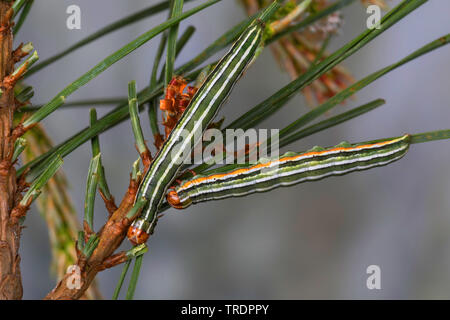 Beau pin, pin (Panolis flammea beauté, pipiperda griseovariegata Panolis, Panolis), chenilles sur une des aiguilles de pin, Allemagne Banque D'Images