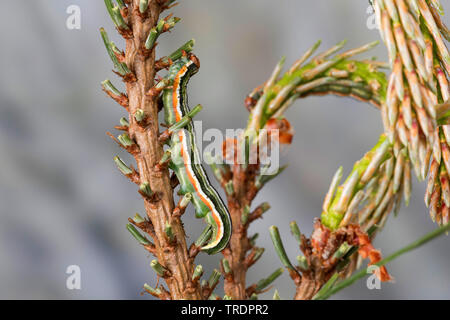 Beau pin, pin (Panolis flammea beauté, pipiperda griseovariegata Panolis Panolis, caterpillar), sur une des aiguilles de pin, Allemagne Banque D'Images