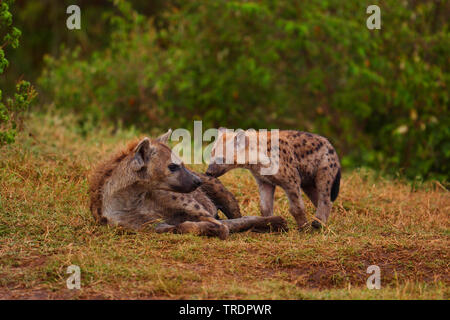 L'Hyène tachetée (Crocuta crocuta), avec cub, Kenya, Masai Mara National Park Banque D'Images