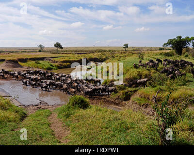 Le Gnou (Connochaetes taurinus barbu) albojubatus, troupeau de gnous traversant une place de l'eau dans la savane, Kenya, Masai Mara National Park Banque D'Images