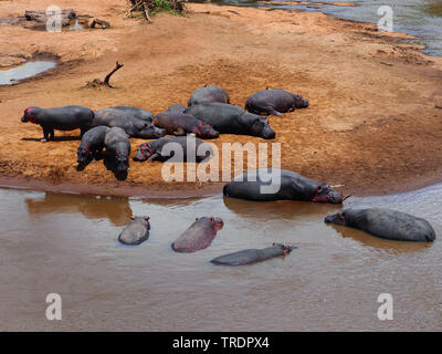 Hippopotame, hippopotame, hippopotame commun (Hippopotamus amphibius), troupeau à un endroit de l'eau, Kenya, Masai Mara National Park Banque D'Images