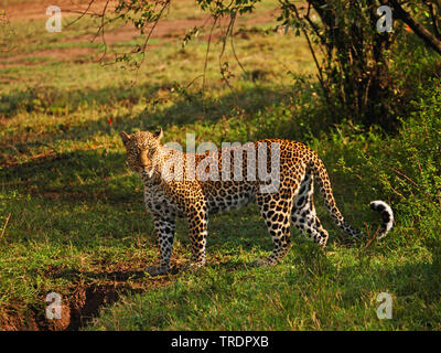 Leopard (Panthera pardus), debout dans la savane, Kenya, Masai Mara National Park Banque D'Images