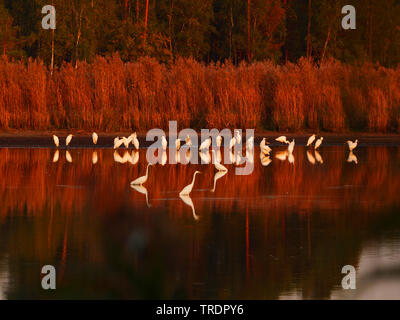 Grande Aigrette Grande Aigrette (Egretta alba, Casmerodius albus, Ardea alba), la grande aigrette dans un lac dans la lumière du soir, en Allemagne, en Suède, la Spree Banque D'Images