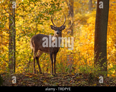 Le cerf de Virginie (Odocoileus virginianus), le cerf de Virginie Cerf dans une forêt d'automne, en Amérique du Nord Banque D'Images