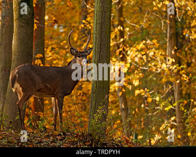 Le cerf de Virginie (Odocoileus virginianus), le cerf de Virginie Cerf dans une forêt d'automne, en Amérique du Nord Banque D'Images