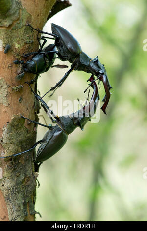 Stag beetle, stag beetle (Lucanus cervus), deux hommes se battre, avec femme, Hongrie Banque D'Images