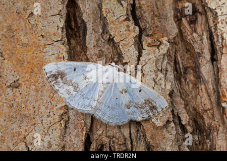 Lomographa temerata (argent assombries, Bapta temerata), assis sur l'écorce, Allemagne Banque D'Images