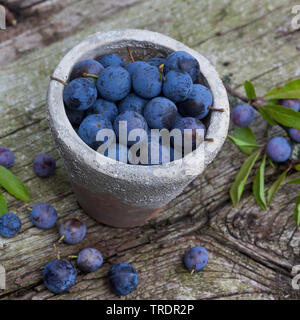 Prunellier, prunelle (Prunus spinosa), collectetd de fruits dans un pot, Allemagne Banque D'Images