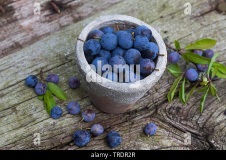 Prunellier, prunelle (Prunus spinosa), collectetd de fruits dans un pot, Allemagne Banque D'Images