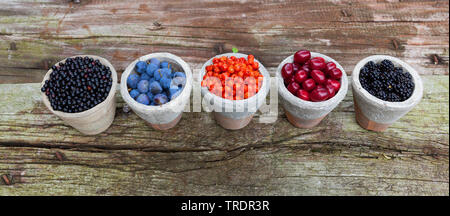 Les fruits sauvages en pots : prunellier sureau, baies, baies rowan tree cherry en cornaline, fruits de bois et de mûres, Allemagne Banque D'Images