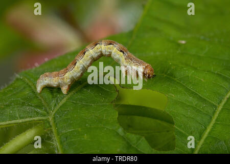 Uméro tacheté (Erannis defoliaria, Phalaena defoliaria Hybernia, defoliaria), Caterpillar se nourrit de feuilles de combava, Allemagne Banque D'Images