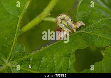 Uméro tacheté (Erannis defoliaria, Phalaena defoliaria Hybernia, defoliaria), Caterpillar se nourrit de feuilles de combava, Allemagne Banque D'Images