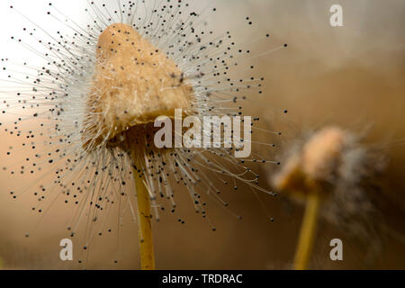 Spinellus fusiger bonnet (moule), les champignons sur un zygote bonnet, Hongrie Banque D'Images