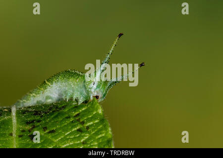 Purple emperor (Apatura iris), Caterpillar sur willow Salix caprea, feuilles, Allemagne Banque D'Images