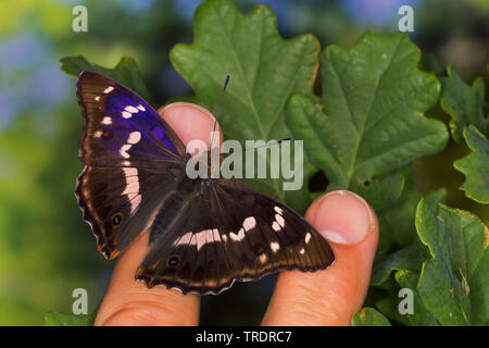 Purple emperor (Apatura iris), homme d'une part, de sucer la sueur sur une main, Allemagne Banque D'Images