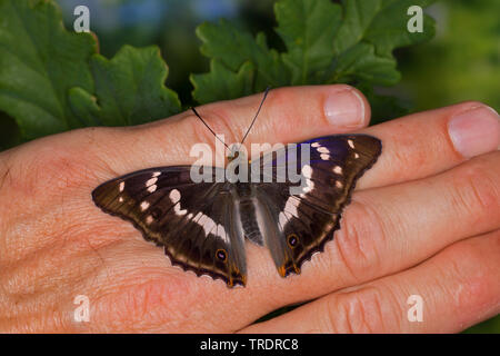 Purple emperor (Apatura iris), homme d'une part, de sucer la sueur sur une main, Allemagne Banque D'Images