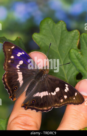 Purple emperor (Apatura iris), homme d'une part, de sucer la sueur sur une main, Allemagne Banque D'Images