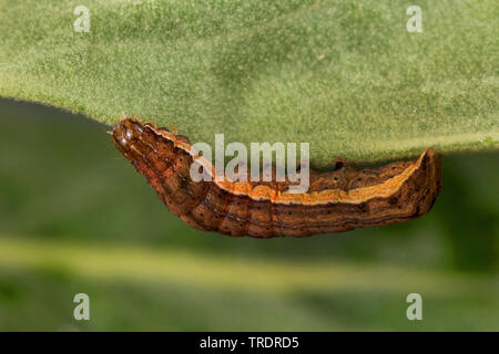 La flamme de la flamme, de l'épaule (Ochropleura plecta dart épaulée, Rhyacia plecta plecta, Phalaena), Caterpillar etaing à molène, Allemagne Banque D'Images